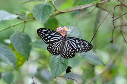 Image of Ideopsis vulgaris Butler 1874