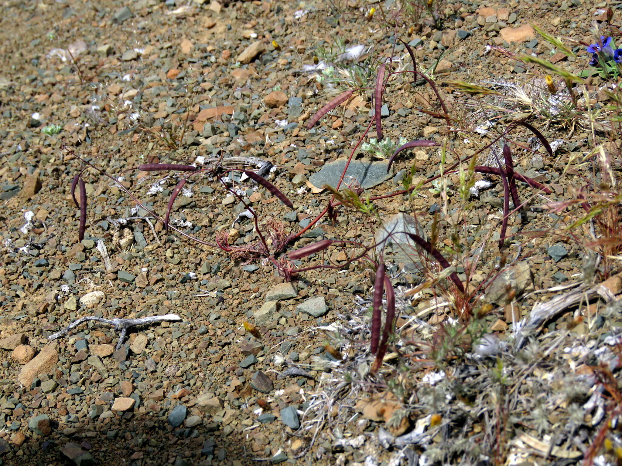 Image de Heliophila crithmifolia Willd.