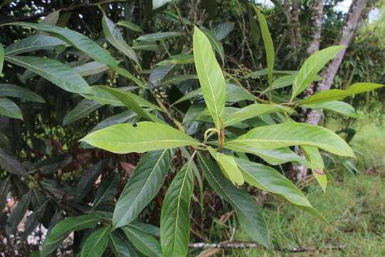 Image of Ocotea aurantiodora (Ruiz & Pav.) Mez