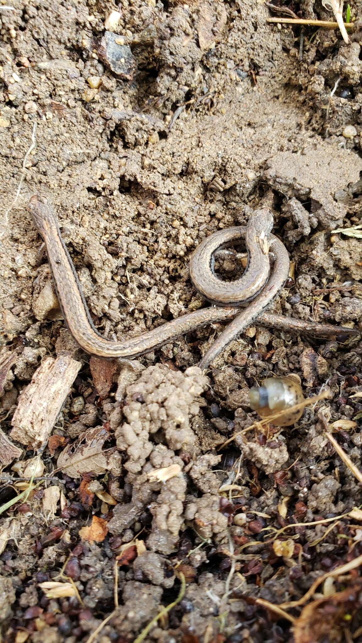 Image of Gregarious Slender Salamander