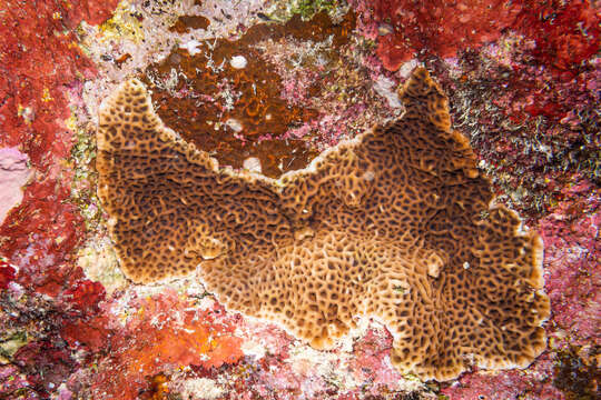 Image of Slender Lettuce Coral