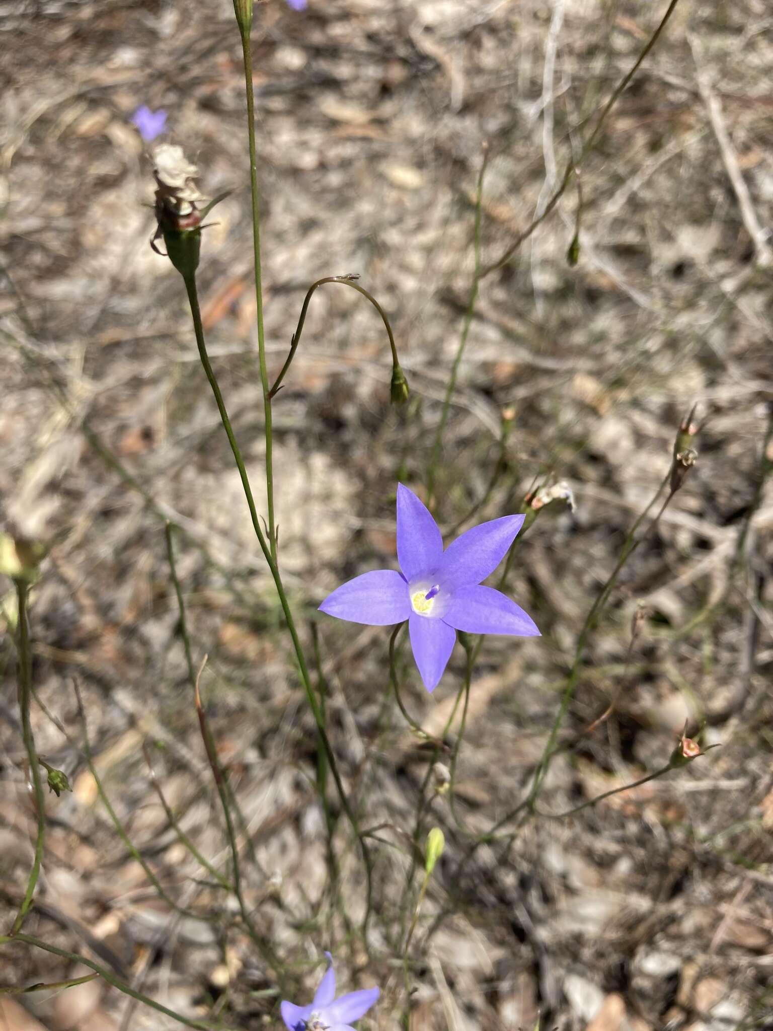 Image of Wahlenbergia capillaris (G. Lodd.) G. Don