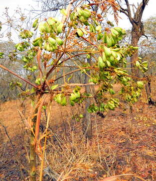 Image of Steganotaenia araliacea Hochst.