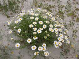 Слика од Anthemis maritima L.