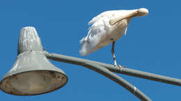 Imagem de Platalea flavipes Gould 1838