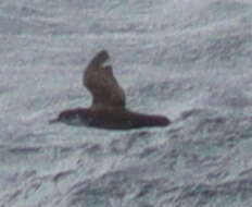 Image of Boyd's Shearwater