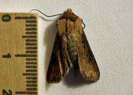 Image of Agrotis obliqua Smith 1903