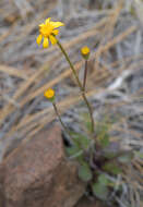 صورة Packera hesperia (Greene) W. A. Weber & Á. Löve