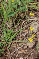 Image of Ixeris chinensis subsp. versicolor (Fisch. ex Link) Kitam.