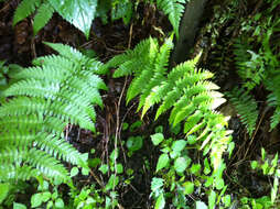 Imagem de Dryopteris marginalis (L.) Gray