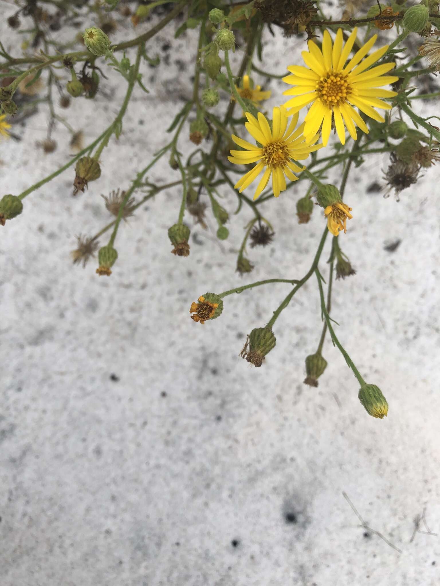 Chrysopsis delaneyi Wunderlin & Semple resmi