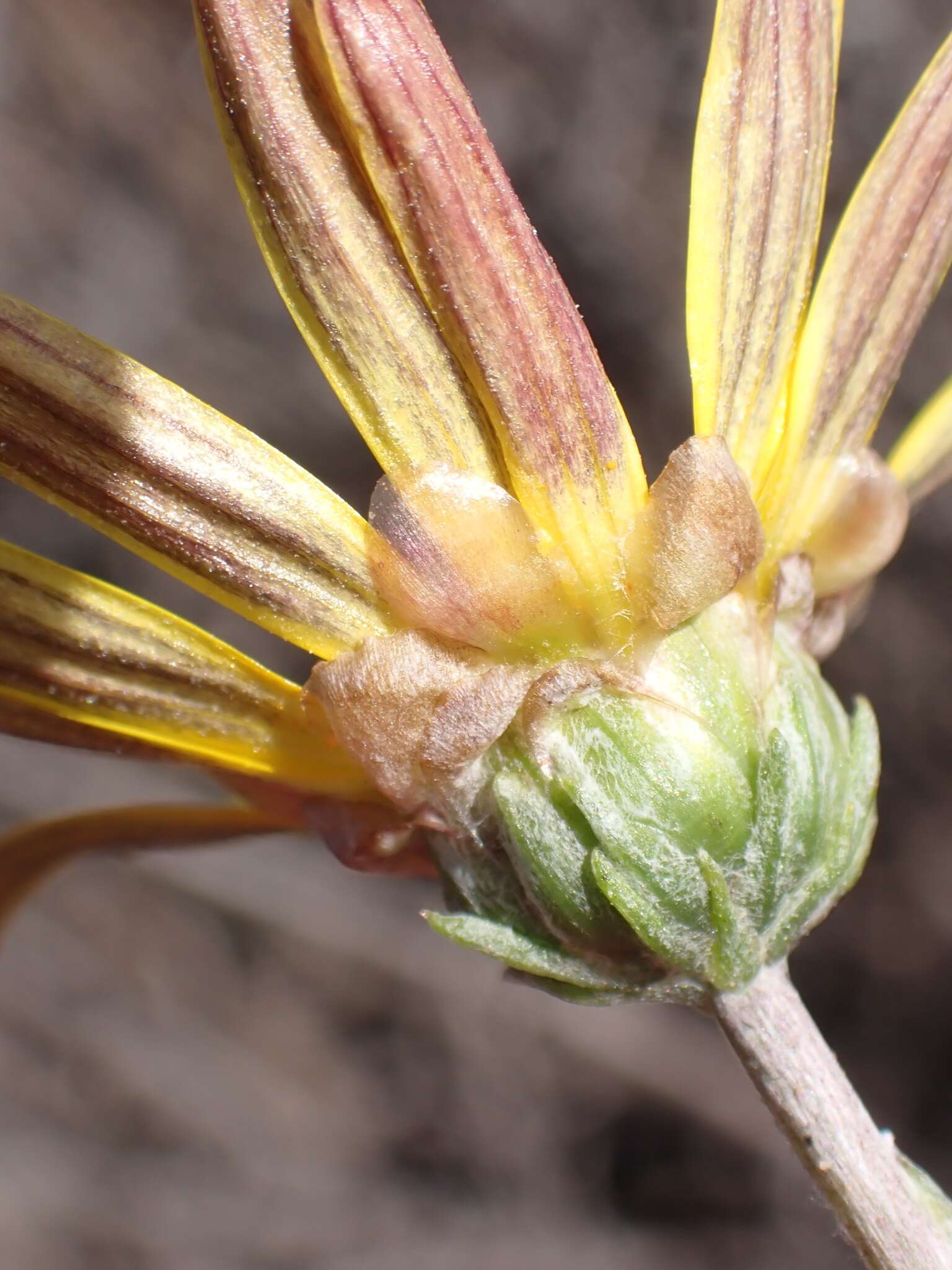 Image of Spear African Daisy