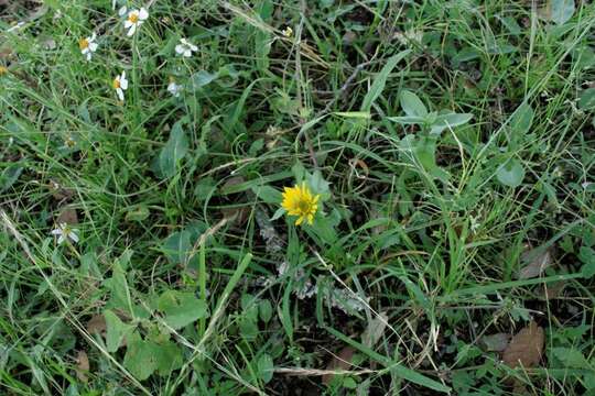 Image of Grindelia palmeri Steyerm.