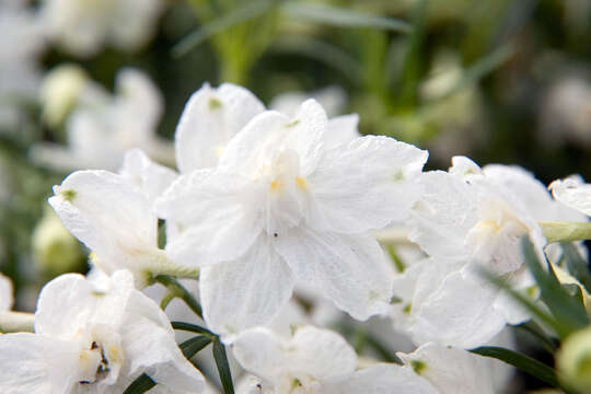 Image of Siberian larkspur