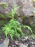 Image of Reeves' bladderfern