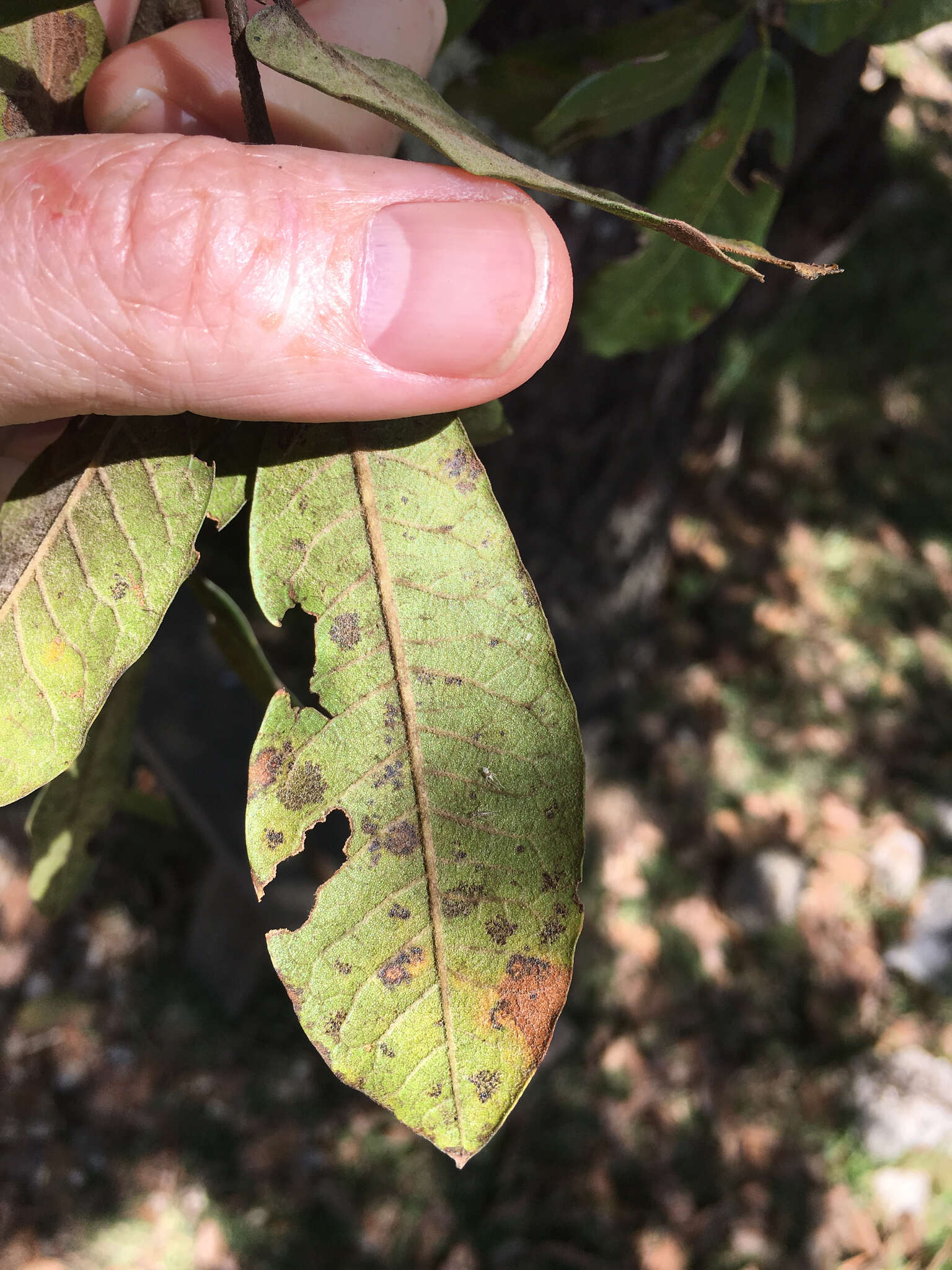 Imagem de Quercus crispipilis Trel.