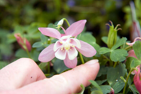 Image of fan columbine