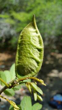 Imagem de Pongamiopsis amygdalina (Baill.) R. Vig.