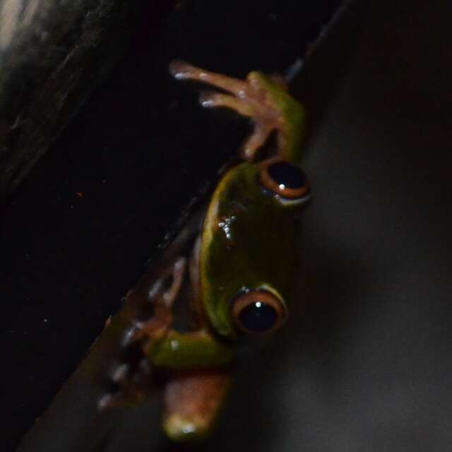 Image of Seychelles Tree Frog