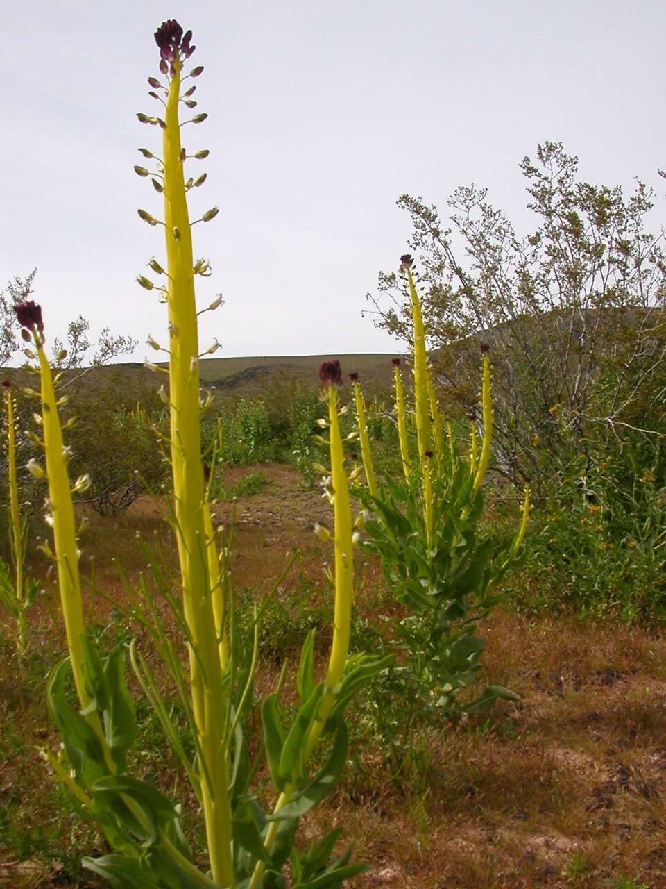 Image of desert candle