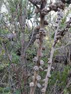 Слика од Leptospermum squarrosum Gaertn.