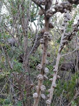 Image of Pink Tea Tree