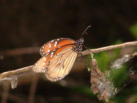 Image of Danaus (Anosia) eresimus subsp. tethys Forbes 1943