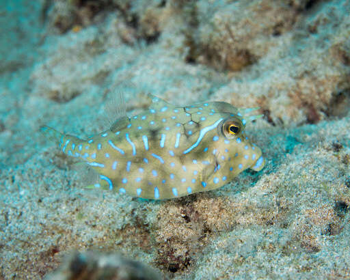 Image of Shorthorn cowfish