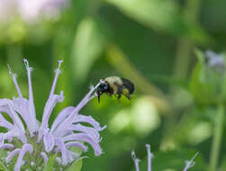 Image of Anthophora abrupta Say 1837