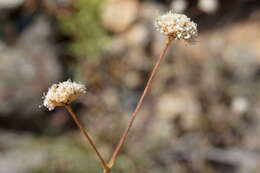 Image of Gypsophila pallasii S. S. Ikonnikov