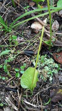 Image of Netted Adder's-Tongue