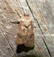 Image of turnip moth