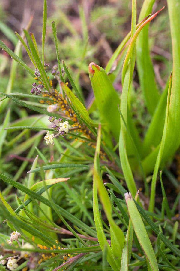 Image of Schizoglossum aschersonianum Schltr.