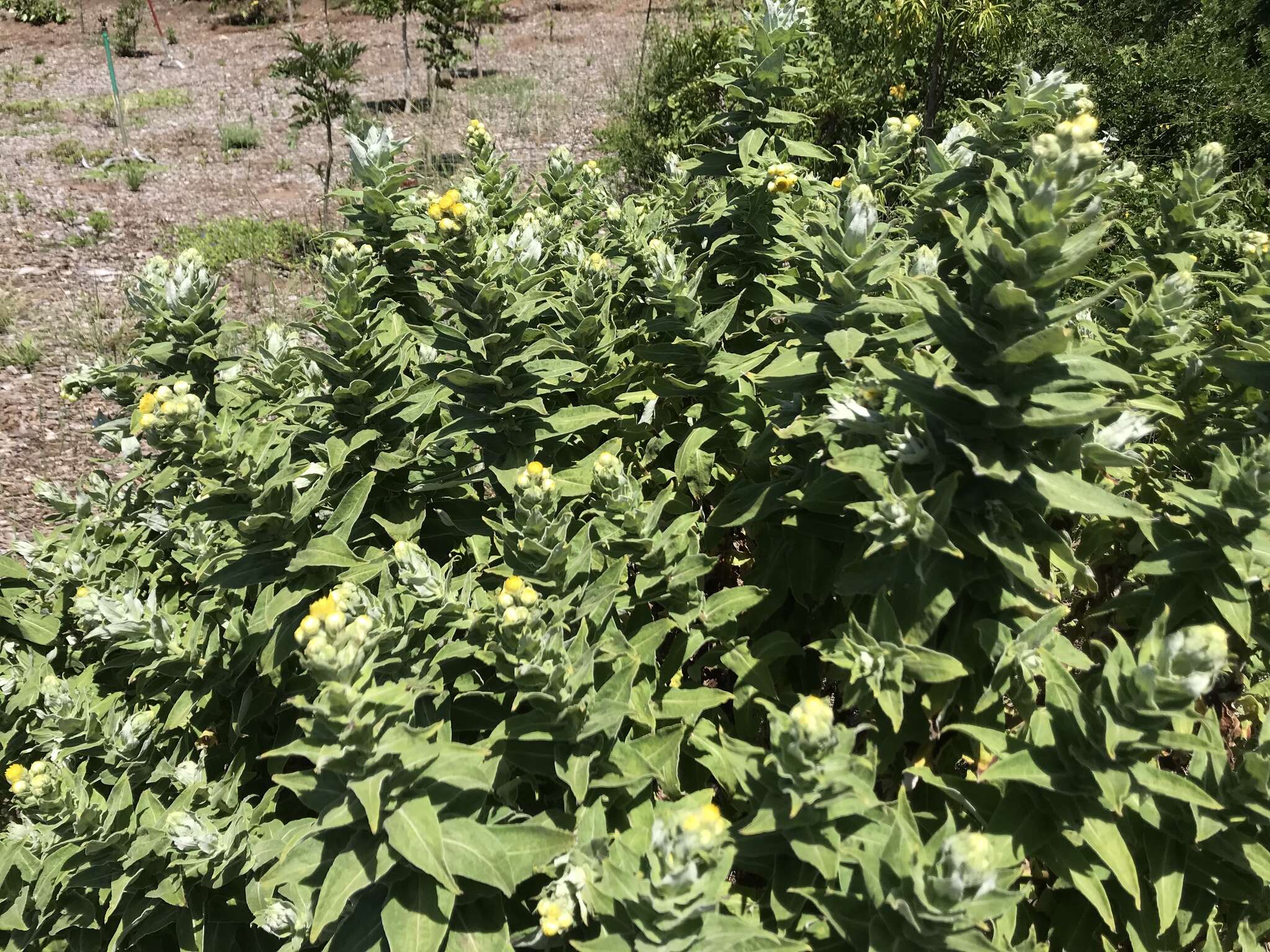 Image of stinking strawflower