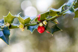 Image of Perny's Holly