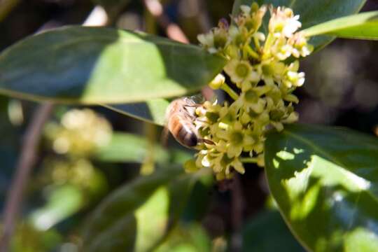 Image of Chinese holly