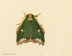 Image of Rosema epigena Stoll 1790