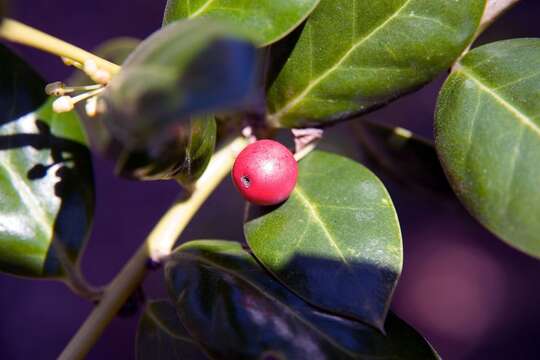 Image of Chinese holly