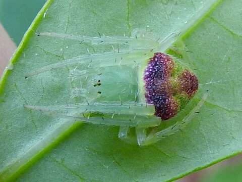 Image of Araneus circulissparsus (Keyserling 1887)