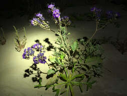 Phacelia crenulata var. ambigua (M. E. Jones) J. F. Macbr.的圖片