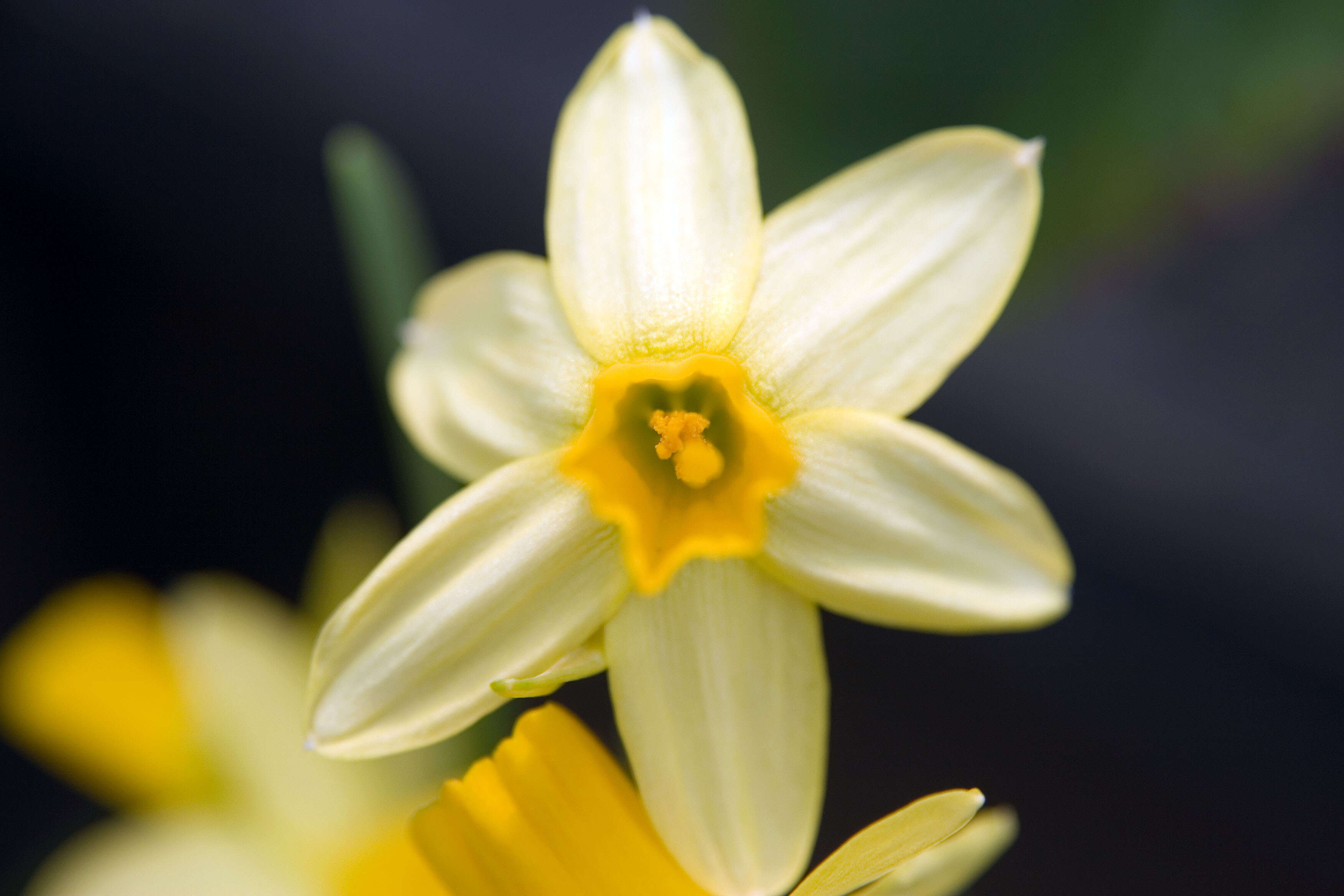 Narcissus cyclamineus DC. resmi