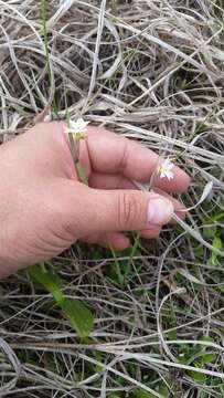 Image of white blue-eyed grass