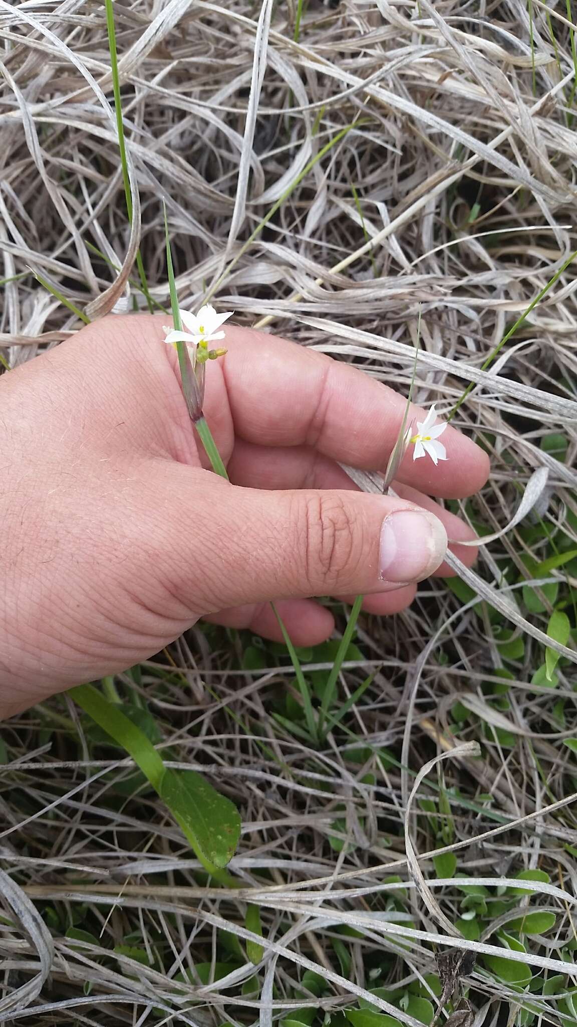 Image of white blue-eyed grass