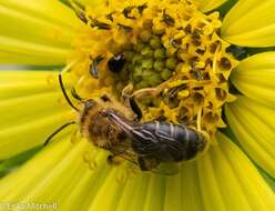 Image of Sunflower Andrena