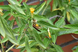 Image of Polistes mexicanus Bequard 1940