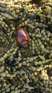 Image of Calf Cowrie