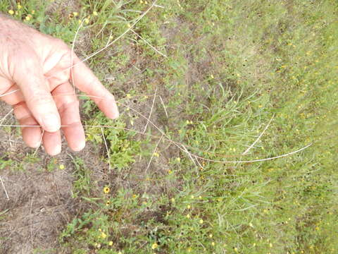 Image de Muhlenbergia paniculata (Nutt.) P. M. Peterson