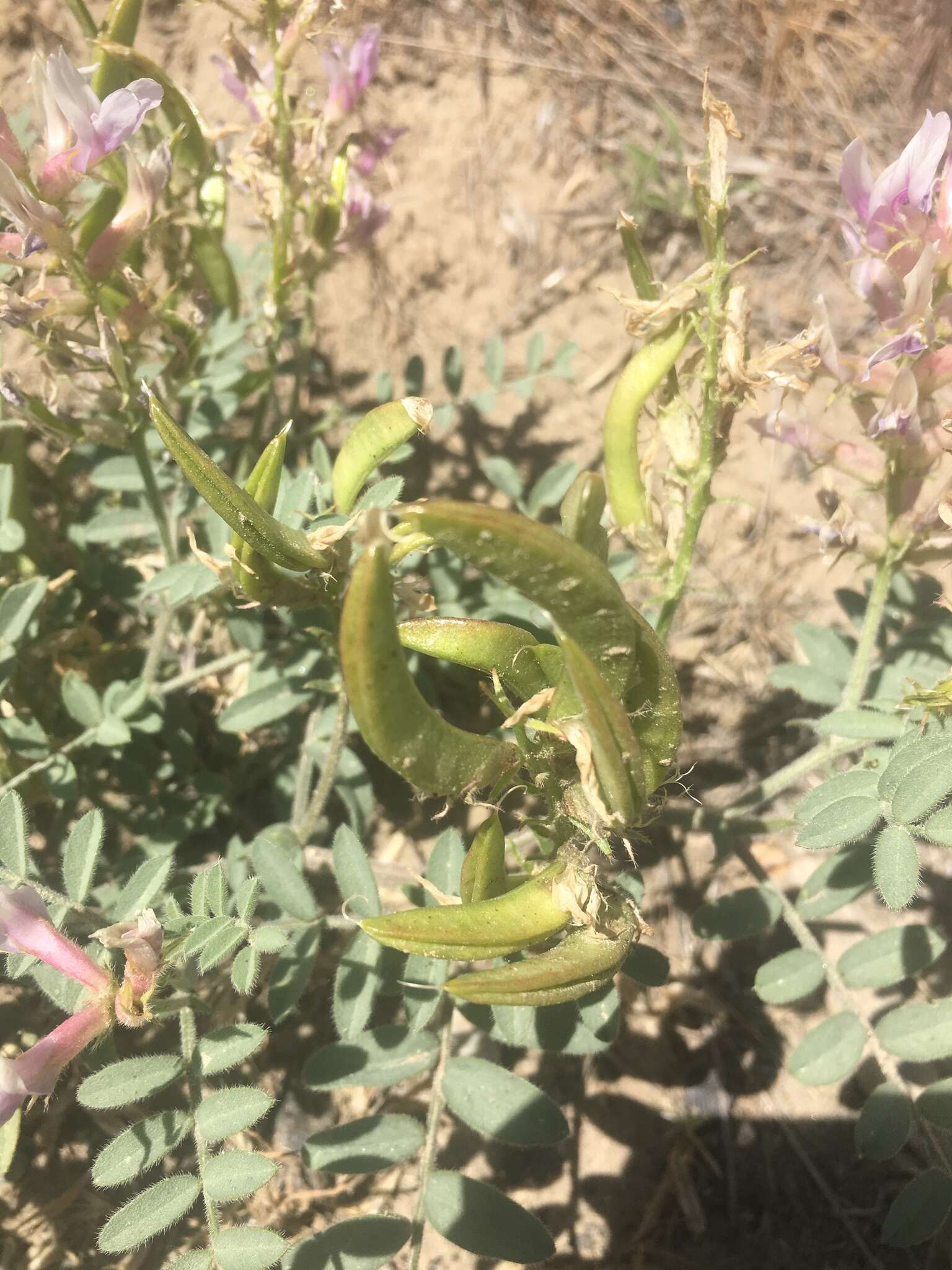 Image of Columbia milkvetch