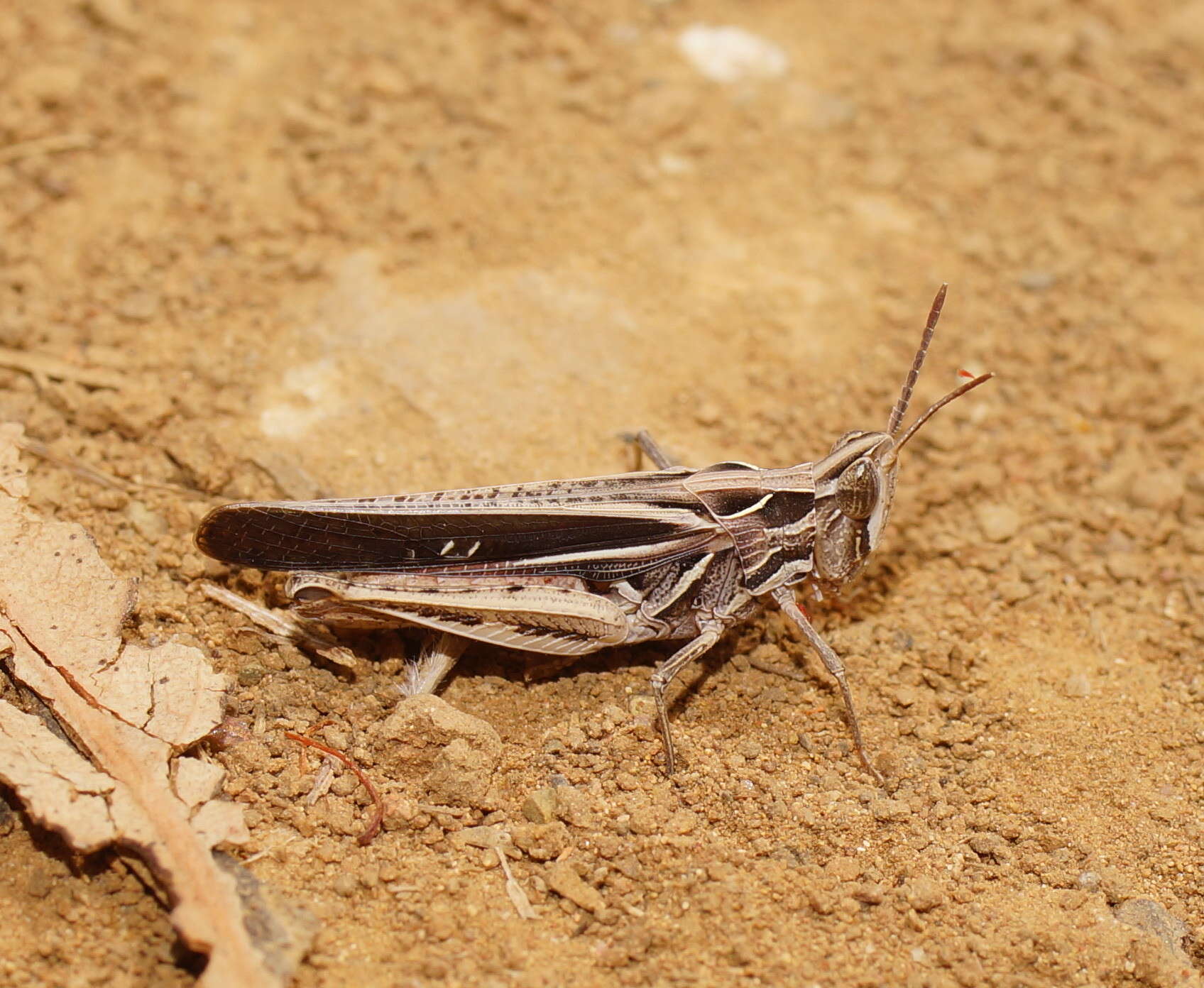 Froggattina australis (Walker & F. 1870) resmi