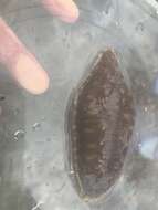 Image of Sand sifting sea cucumber